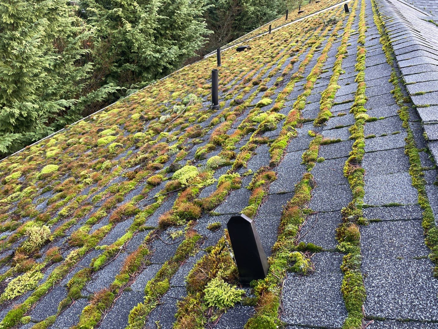 Dirty residential roof with moss Preventing Mold on Roofs