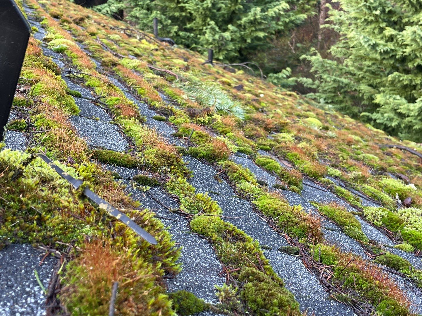 Roof in federal way full of green and dark moss.