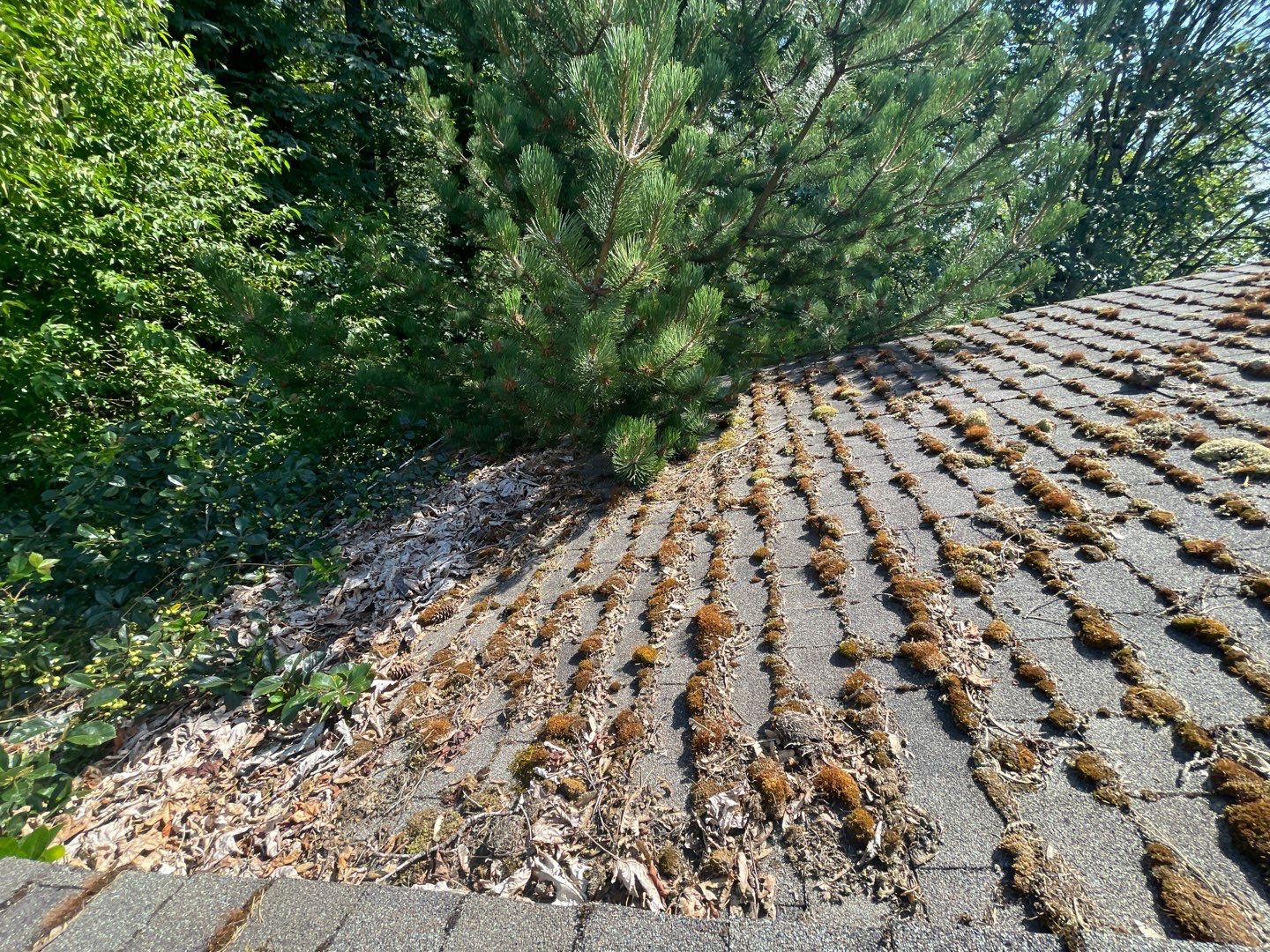 Residential roof in terribles conditions