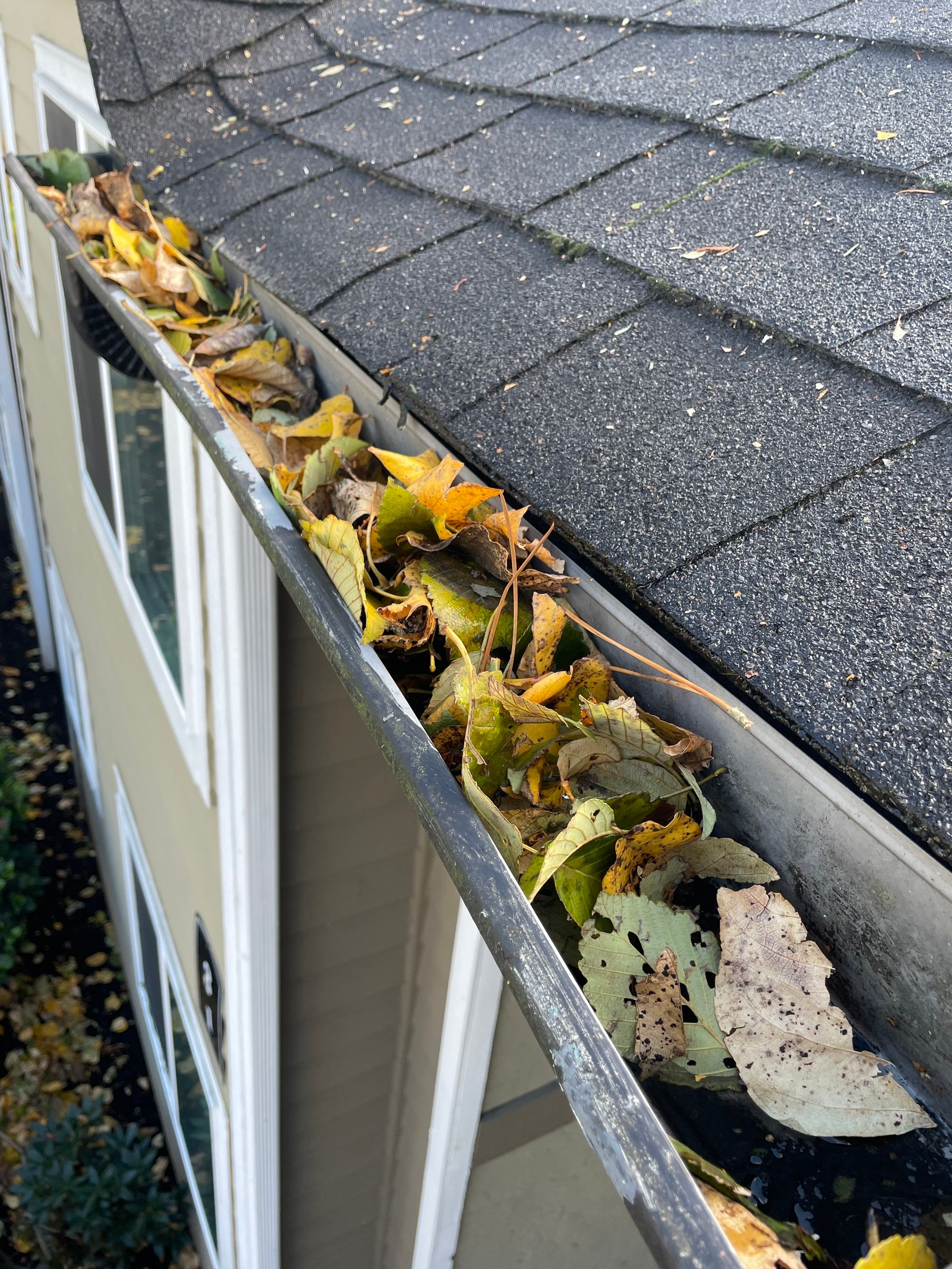 Tree Branches Roofing Maintenance Tips