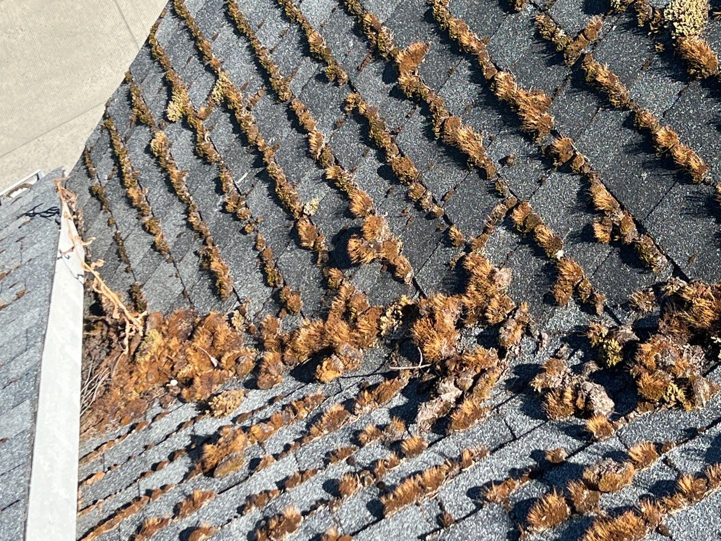 Dirty roof with moss Residential Roof