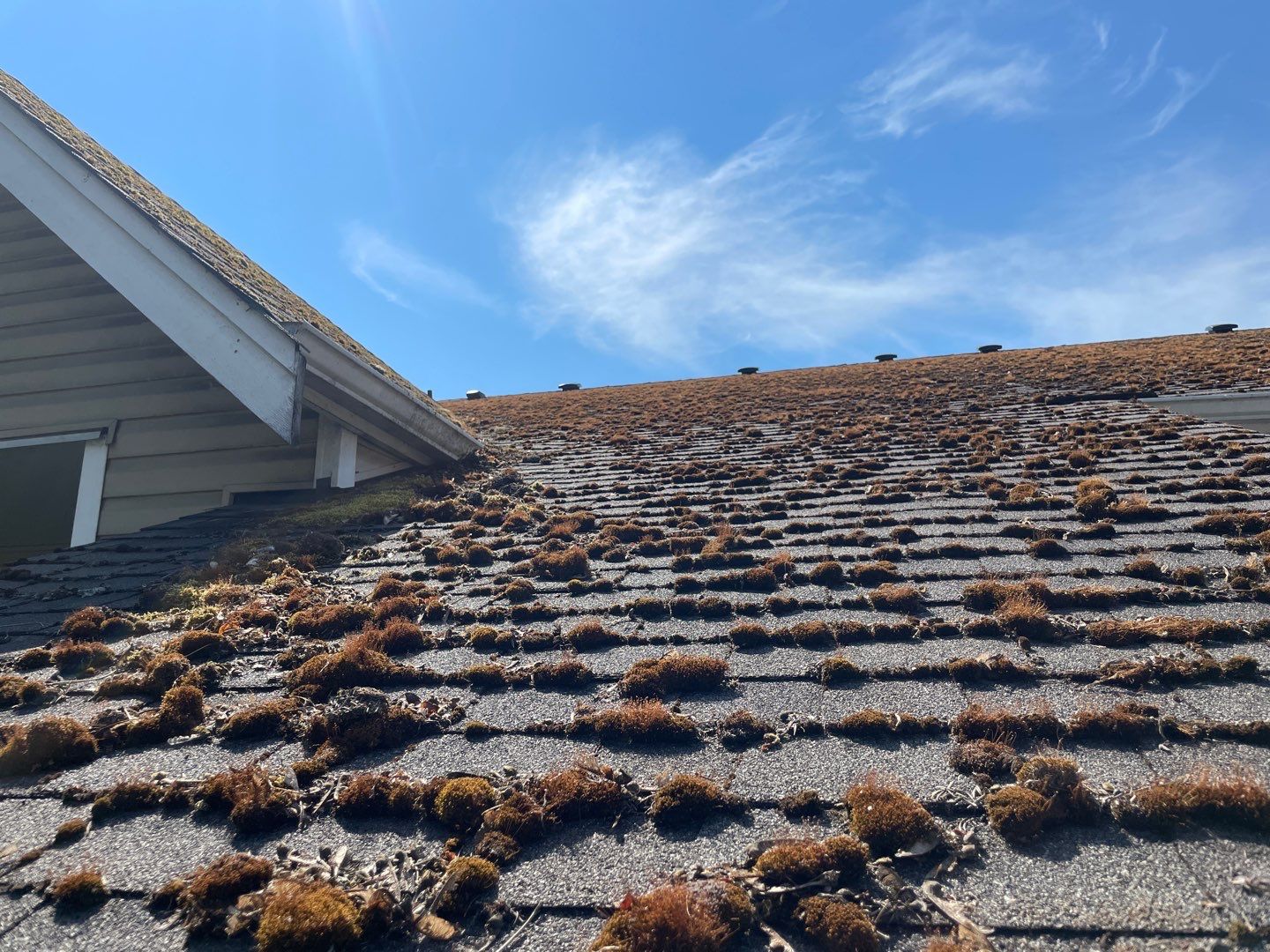 Roof really dirty full of dark burnt moss taken from roof. Before picture.