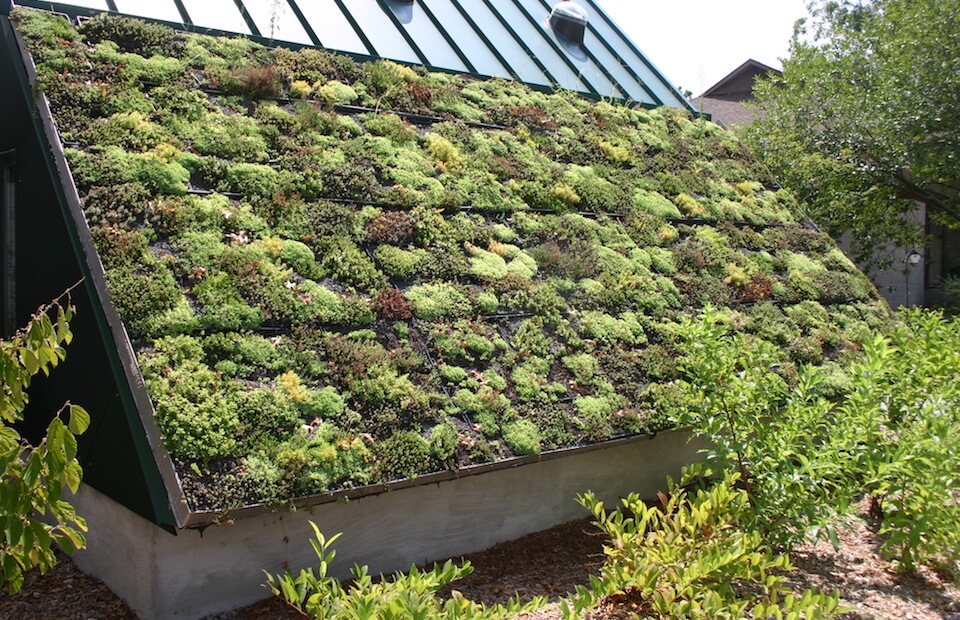 Green Roofing Systems for Sustainable Homes