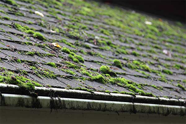 Getting Rid of Mold on Your Roof