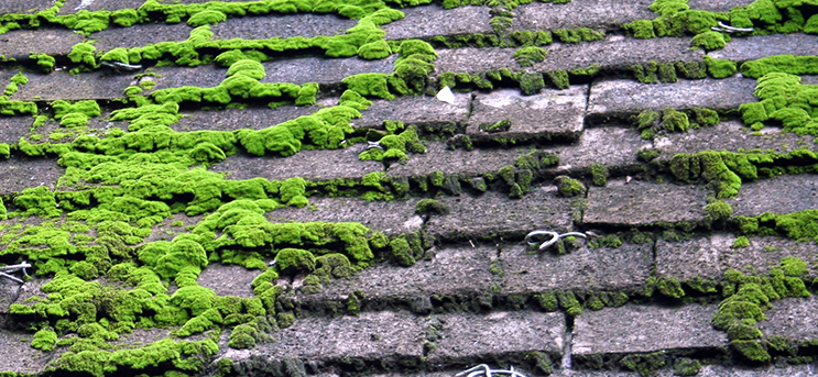 Getting Rid of Mold on Your Roof